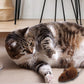 Mausspielzeug für Katzen und Hunde