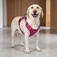 🐕🏔️ 50% RABATT! Robustes Outdoor-Hundegeschirr in Westenform – Verstellbar, atmungsaktiv & reflektierend – Perfekt für Wandern, Joggen & Alltag ✨