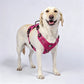 🐕🏔️ 50% RABATT! Robustes Outdoor-Hundegeschirr in Westenform – Verstellbar, atmungsaktiv & reflektierend – Perfekt für Wandern, Joggen & Alltag ✨