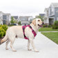 🐕🏔️ 50% RABATT! Robustes Outdoor-Hundegeschirr in Westenform – Verstellbar, atmungsaktiv & reflektierend – Perfekt für Wandern, Joggen & Alltag ✨